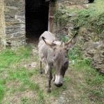 donkey2 donkey2