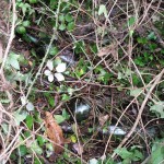 bottlesinundergrowth