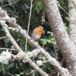 robin robin