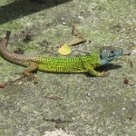 lizard