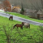 20130114horses 20130114horses
