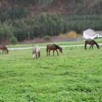 horsesblog20130114