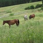 equine_mowers