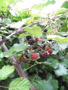 Blackberries