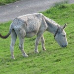 Donkey1110