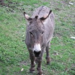 donkey20111110
